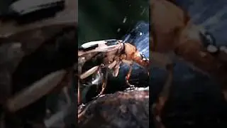 Incredible Soldier Beetle Releases Explosive Gas! 🐞💨 #shorts