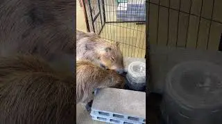 Water line patience mode💧🐾#cappiness #capybara #capybaracafe