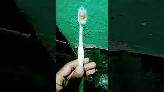 short video #saree #shortfilm #dog #shortstories #funny #shortvideo #song