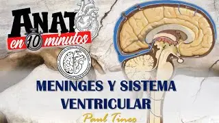 Meninges y Sistema ventricular - ANATO EN 10 MINUTOS
