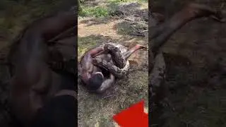 Man Catches Giant Python with Bare Hands | Shocking Wildlife Moment #natureshorts #4knature