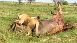 Lioness vs  oryx #wildBeasts#wildanimalsand #animalworld4k  #lionchase #lionhunting