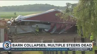 Severe weather collapses roof of barn, trapping hundreds of cattle