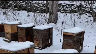 Hope for your Honeybees--yes, they CAN survive the winter!