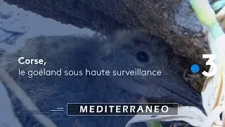 Corse, le goéland sous haute surveillance
