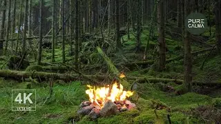 🔥 Fogata de 3 horas en un bosque noruego 🔥 4K | Ambiente Natural Puro | Sonido Original