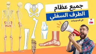 جميع عظام ومفاصل الطرف السفلي || BONES AND JOINTS OF LOWER LIMB
