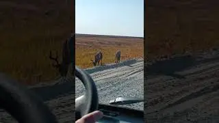 deer walk, go out onto the rocky road to lie on the warm stones ASMR