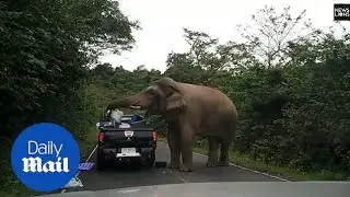 Hungry Elephant raids shocked drivers pick-up truck for food
