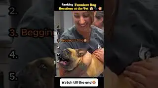 Ranking the Funniest Dog Reactions at the Vet🤣