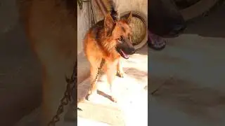 big angry german shepherd dog bark sound loudly #viral #germanshepherd #dogvideos #dogsound