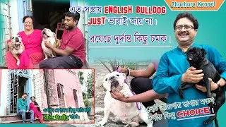 Best Dog Kennel in Kolkata | English Bulldog। Dog Market in Kolkata। Home Breed Puppies Sell