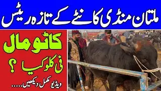 Multan Cow Mandi Latest Updates ❤️‍🔥🔥Kante Py Khareedari 💥 | Universal Topics