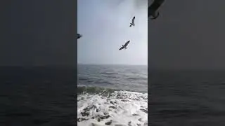 St. Martin Birds🕊️Flying with us #reels #ytshort #viral #beach #ship #saintmartin #birds #oceanwaves