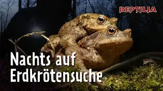 Die gro&szlig;e Erdkr&ouml;ten-Wanderung