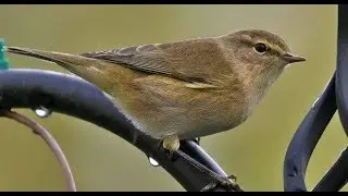 Chiff Chaff Singing A Song|| Common Chiff Chaff With Her Chicks in Jungle|Chiff Chaff Bird Call