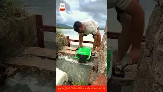 SEA HARVEST 🌊 how razor clams grow#shorts #crafts #skills #sea #farming