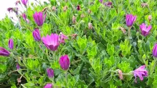 #855, Flores fuscias [Efecto], Naturaleza