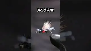 Fly tying the Acid Ant | Fly tying tutorial #flytying #tutorial #flyfishing #dryfly