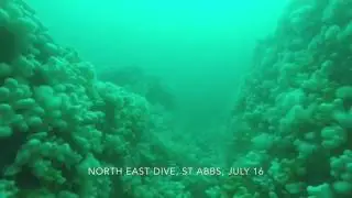 North East Dive, St Abbs, July 16