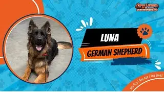 German shepherd🐶🦮Off leash Dog Training / Obedience Training 🦮🐶