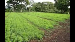 MORINGA SEEDS PKM 2 PLANTATION