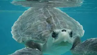 Olive Ridley SeaTurtle Rescue | Net Entanglement | Struggling Sea Turtle