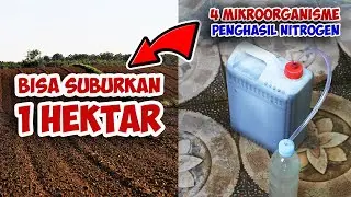 JARANG DIKETAHUI ❗❗❗ SUBURKAN TANAMAN DENGAN 4 JENIS MIKROORGANISME PENGHASIL NITROGEN