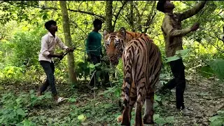 🐯जंगल में टाइगर ने किया जोरदार  हमला | 🌲Tiger attack man in the forest | tiger stories