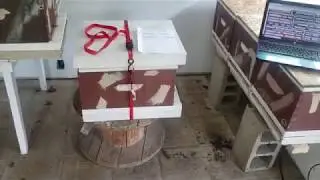 This Is How You Get Free Honey Bees!
