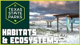 Habitats for Kids | Learn all about Habitats & Ecosystems at Mustang Island State Park