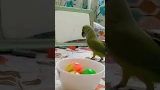 Hello Dear❤️you all are waiting for my fun!Let's enjoy 🎶🦜