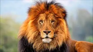Animal sounds: Lion roaring
