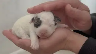 Easy Way to Lull Newborn Puppies to Sleep &mdash; So Adorable