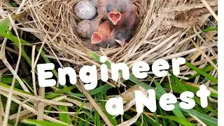 Engineer a Nest