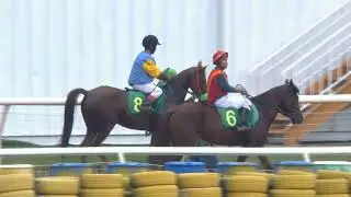 🏇🏽 Đua Ngựa 11h00 27-09-2020 - Horse Racing in Dai Nam Racing Complex
