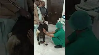 ultrasound of goat by student