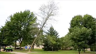 Strategic Tree Replacement Program on UW-Platteville Campus