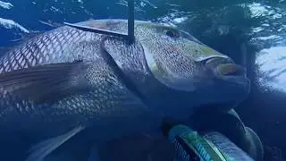 Big snappers spearfishing  / A pesca di Denticioni con Monkeysub & Calibro 12