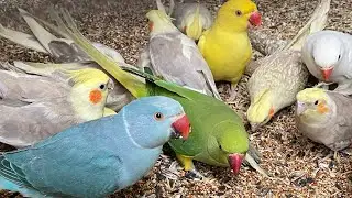 Indian parakeets chirping and natural sounds #asmr #birdsavairy (Episode-22)