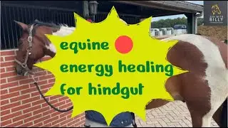 Equine Energy Healing: Heal Your Horse with Your Hands and Heart 🐴✨