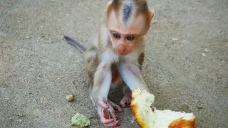Baby Rockstar runs so fast and eats so delicuse.