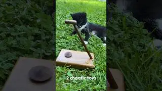 Backyard cats vs 2 cool chaotic gadgets 😎 #shorts #cat #experiment