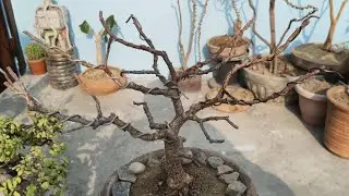 Creating Jade into a Savana Acacia Tree Style Part 1 - Defoliation