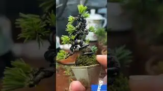Miniature Bonsai Tree Pot Ever #bonsai #planter #garden #decoration #decorativepots #pottedplants