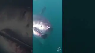 Great White Shark raw power ripping through the bait line #shorts