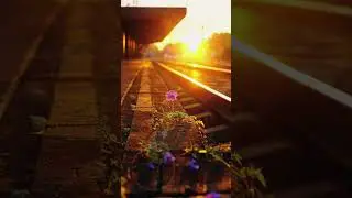 Nature Clip #nature #natureclip #song #naturesounds
