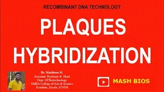 PLAQUE HYBRIDIZATION