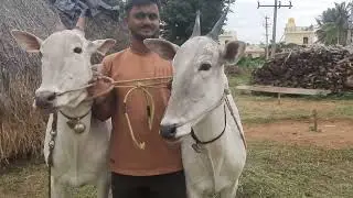 Grogeous hallikar milk teeth heifer pair belong to mohan, Peruvaiahnapalya, Harohalli, Ramanagara