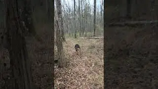 Walkaday Day 9: NW Factory Shoals Passage Hyperlapse #walk #nature #river #trail #liveoutsidethebox